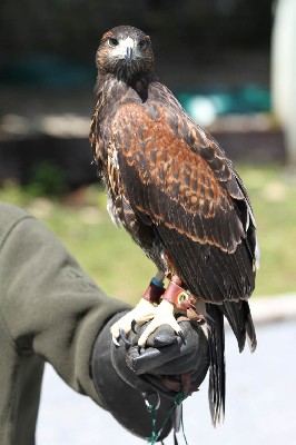 Maya at 9 weeks old, the big female, she discovered some moss on a stone today and spent a happy ten minutes plucking it. Then she spotted a red squirrel and spent a happy ten minutes watching that. She didn't think it important that we were asking her to fly to us for a food reward and reckoned we could wait!