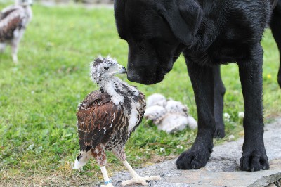 Musky, our black labrador, takes his baby-sitting duties very seriously, but did accidentally sit on the one behind him!!!! He has since apologised and no harm was done.