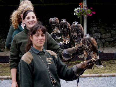 A group photo of the newly named baby Harris hawks:- Stoker, Joyce, Wilde & Swift!