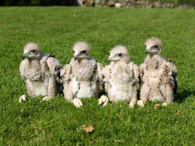 Four bundles of trouble!!!