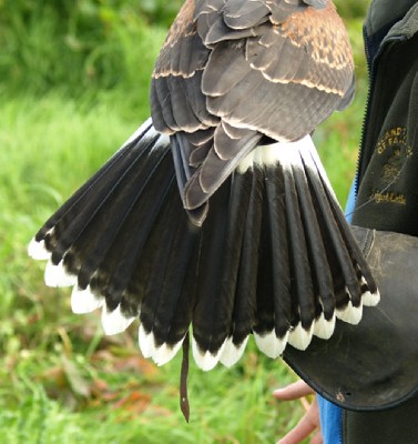 Joyces tail close up - There is something unusual about her tail, any guesses?