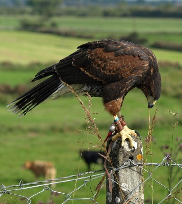 She is easily distracted when she should be hunting!