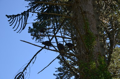 Thank you to Claudia Somes for this great photo of our four young hawks all flying together with Claudia recently.