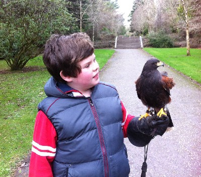 Adam Hynes flying Fomhar recently. Adam has taken a Hawk Walk with us many times and is becoming something of a young expert!