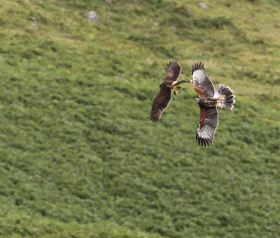 Maya & Inca play-fighting to improve their fitness and flying and hone their hunting skills.