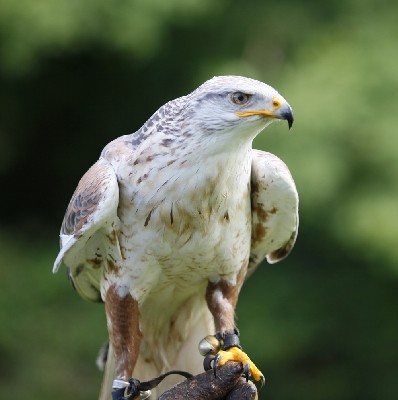 Reg, our 21 yr old Ferruginous hawk outdid himself when his altimeter told us he had reached 4,589 feet!!!