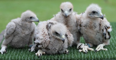 The class of 2012!!! Our four new babies have arrived.
