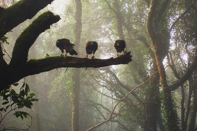 Three of our male Harris hawks by Misty Sheriff