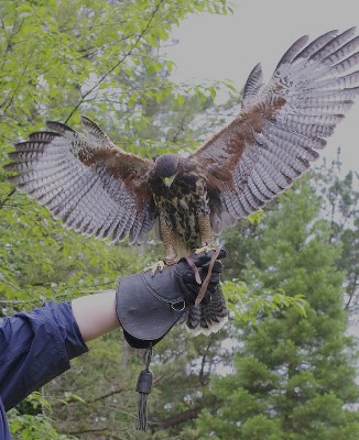 Aztec on his first ever Hawk Walk!!! Thank you to Patrick Daniel for this great photo of Aztec as his wife, Kathryn, flew him on his first Hawk Walk just the other day.