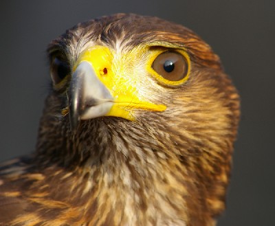 Thank you very much to Marianne MacDonald and Elizabeth Rose for this brilliant close-up of beautiful Joyce.