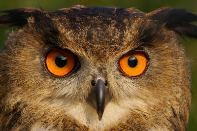 Marianne MacDonald and Elizabeth Rose took this outstanding photo of Dingle after their recent Hawk Walk. What a stunning photograph.