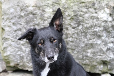 Sox, belonging to Mark (a.k.a. Holmes to us!). We are missing them both, but they will be back again next summer.