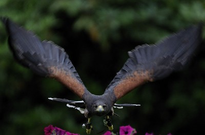 Wow, thank you to Drew Braun and James Monegan for this brilliant photo of Uisce flying, it is one of the best photos we have ever seen.
