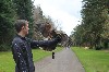 Mike Fry flying Beckett with us during his recent Hawk Walk.