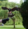 Beckett coming in to land, as taken by Henry McCrea during his Hawk Walk the other day.