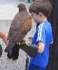 Lucas doing a grand job of carrying Killary back into the Falconry School after flying him on his recent Hawk Walk.
