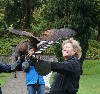 Thank you to Janet & Tim Morris for this great action photo from their recent Hawk Walk flying Milly & Fomhar with us.