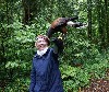 Janet & Tim Morris sent these great photos from their recent Hawk Walk. Janet & Tim flew wonderful Milly & Fomhar on their Hawk Walk. 