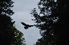 Marsha Thomas sent this fabulous silhouette photo of Joyce flying during her recent Hawk Walk with us.
