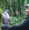 Here is Carryn Sullivan and Yoda in conversation with each other during their recent Hawk Walk. This was Yoda's first ever Hawk Walk at only 12 weeks old, he is still just a baby.