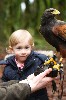 The Rutland family came and flew Beckett with us during their recent Hawk Walk, here is young John becoming acquainted with wonderful Beckett.