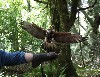 I love this landing photo sent to us by Amy Holcomb from the Holcomb family Hawk Walk flying our beautiful Peruvian Harris hawk, Lima.