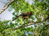 Ken & Lori Hilts sent this beautiful photo of Frodo in a tree. It really captures the amazing green of the forest at the moment and Frodo's talons look huge!