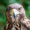 I love this wonderful portrait photo of Frodo that Ken Hilts took during his recent Hawk Walk with us. Ken has really captured Frodo's wonderfully expressive face.