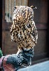 Ken & Lori Hilts sent this great photo of Dingle demonstrating how far an owl can turn their head!