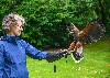 Here is Maeve Thornberry flying wonderful Hansel with us recently. Noel Hilis captured these fantastic photos. Maeve first flew hawks with us way back in 2010!
