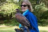 Sharon Gottlieb flying Beckett during her recent Hawk Walk.