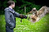 Thank you to Eileen & Bob McGrath for this great photo of Dingle, our Eurasian Eagle Owl.