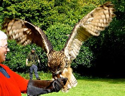 Lola Buickians flying Dingle at the end of her recent Extended Hawk Walk. 