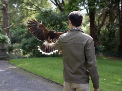 Nathan Desloover sent this great photo of his brother-in-law, Christian, flying Maya during their recent Hawk Walk with us.