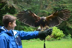 I love this great landing shot, sent in by Jodi Curtin, from the Curtin family Hawk Walk flying Samhradh & Wilde with us.