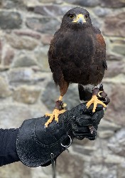 This is the perfect position for holding your hawk during your Hawk Walk. Closed fist, thumb always on top, very slight incline of the arm so your glove is a little bit higher than your elbow.