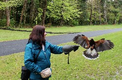 Here is Christine Salvadori flying Blasket with us recently, great landing shot. 