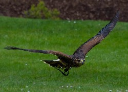 Jim & Anita Neumann sent this amazing photo of Lima flying towards them when they flew her recently. It is a fantastic photo.