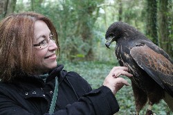 Here is Patty Kelley flying wonderful Putog on her first ever public Hawk Walk. Patty was the first person, other than ourselves, to fly young Putog - still just a baby at 4 months old. 