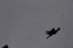 Here is Sonora flying up to catch a food reward that we have catapulted into the air. You can see the piece of food hanging in the air.