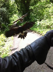 Erica Nordean & Justin Mahaffa sent this great photo of big Joyce & Swift coming in to land when they flew them on their recent Hawk Walks with us.