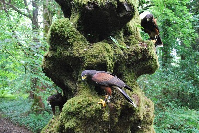 Peter LoJacono & Janna Howley sent this brilliant photo of Earrach, Geimhreadh & Samhradh on one of the magical trees in our woods.