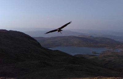 Anya took this amazing photo when we flew 5 of the hawks up on nearby Mount Gable.