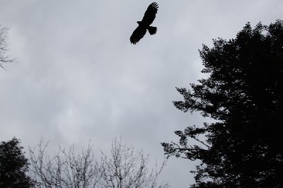 Here is wonderful Aztec, as captured by Jon Bennett during his recent Hawk Walk flying Aztec with us. Aztec is the master of soaring.