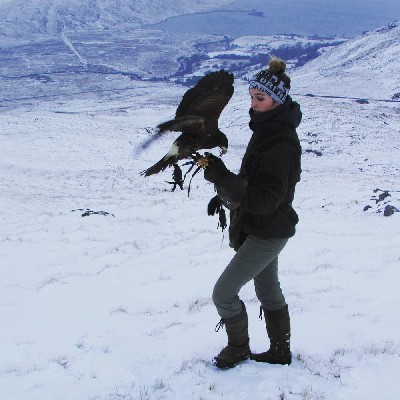 For World Falconry Day (slogan - Women Falconers) here is wonderful Danielle, one of the women falconers working here. We are very lucky to have such a great team of women falconers. Danielle is pictured on nearby Mount Gable flying one of the young Harris hawks.