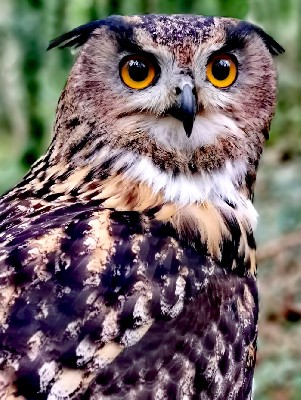 Here he is, the Birthday Boy, 21 years old! Happy Birthday wonderful Dingle. 