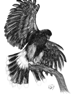 Thank you to Siobhan Murphy for this incredible drawing of wonderful Geimhreadh. Siobhan flew Geimhreadh with us during her Hawk Walk here. Her artwork is amazing and this is her first ever drawing of a hawk! The details are so intricate and Siobhan has really managed to capture him perfectly.