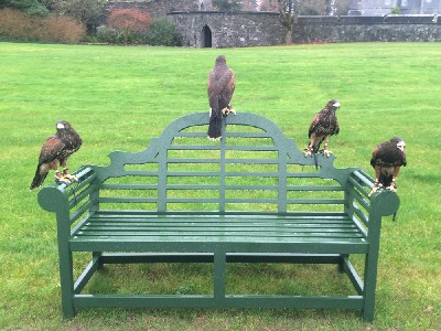 The Star Wars Babies!