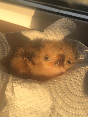 Baby Hazelnut just after hatching!