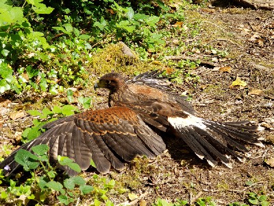 Here is another great photo from Mark & Julie Bolding of Samwise topping up his tan! Mark & Julie flew Frodo & Samwise with us last May. Samwise got distracted by the glorious sunshine, mid Hawk Walk, and decided to sunbathe for a few minutes!
